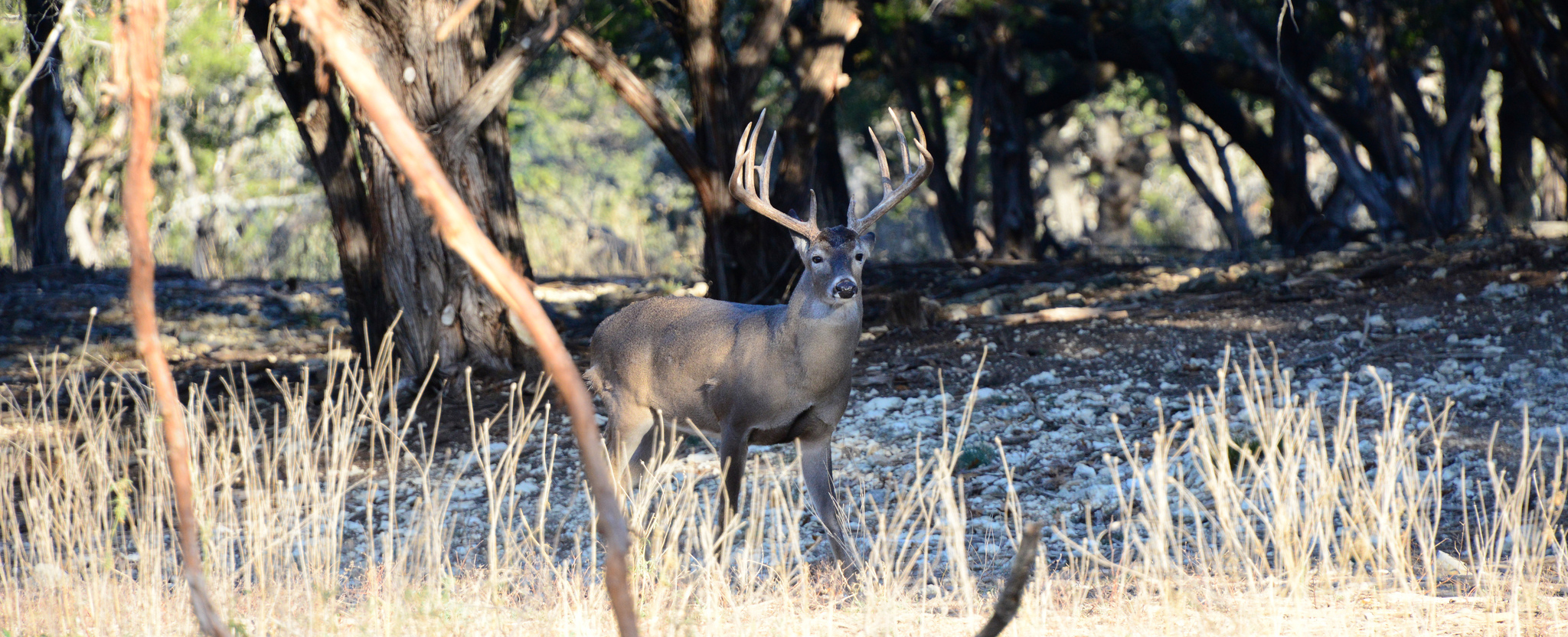 tips-on-how-to-effectively-call-a-deer-good-game-hunting