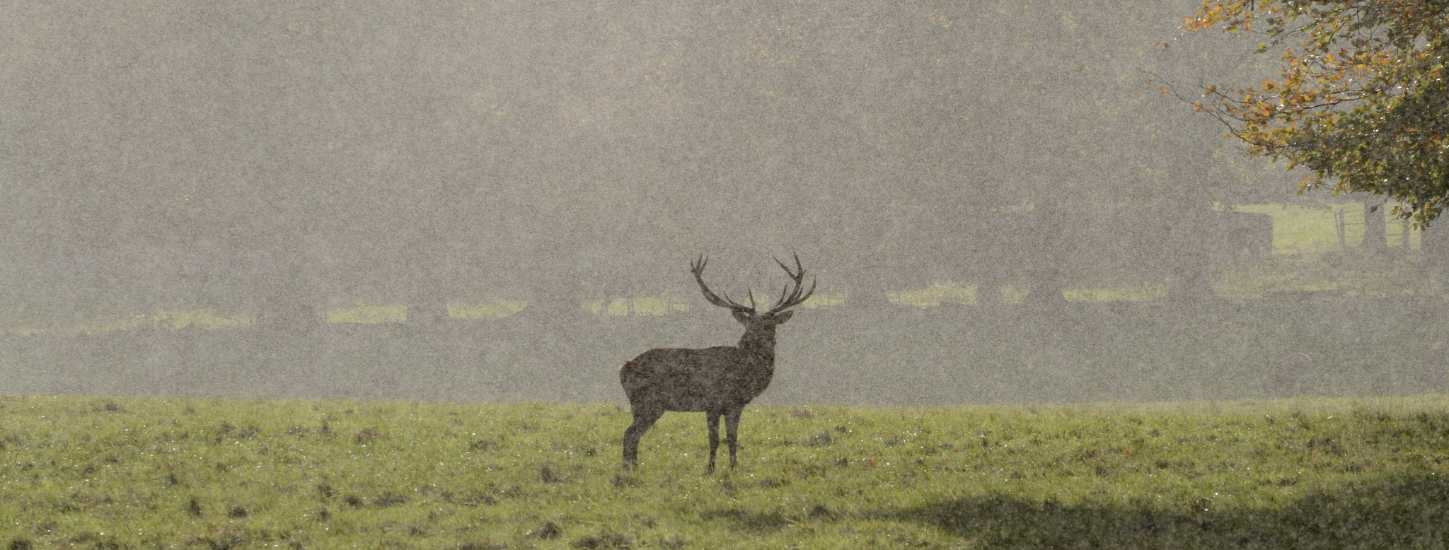 Whitetail Deer Hunting in the Rain or Snow Good Game Hunting