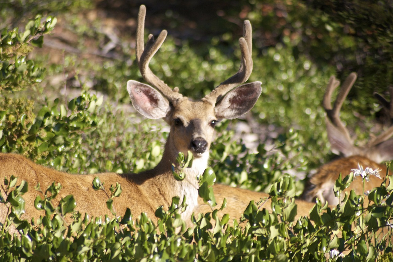 All You Need To Know About Whitetail Deer Antlers