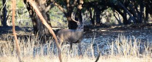 How to effectively call a deer