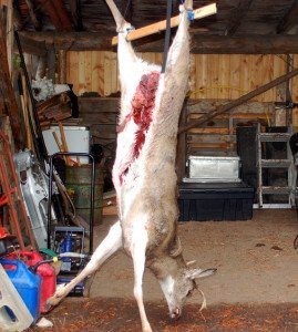 Hanging a Deer