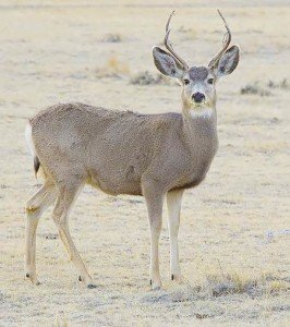 deer's senses, block and tackle