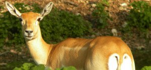 Doe Hunting