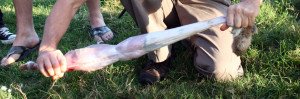 Skinning a Rabbit the Easy Way