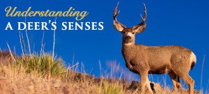Understanding A Deer's Senses