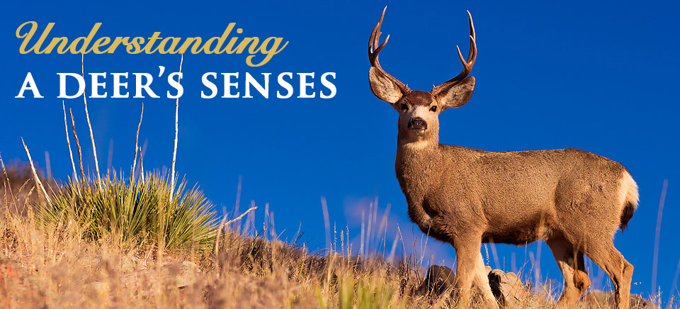 Understanding A Deer's Senses