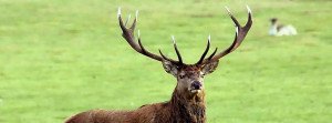 Deer with Antlers