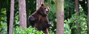 Late Season Bear Hunting