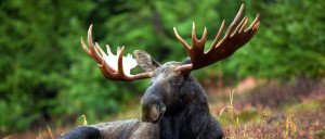 Moose