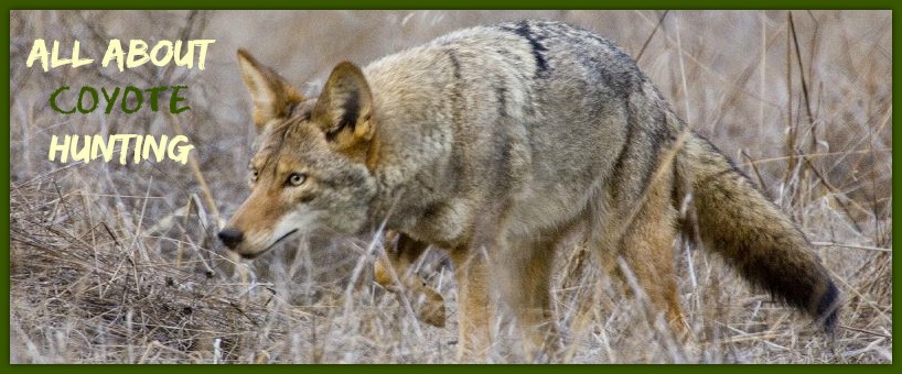 All About Coyote Hunting