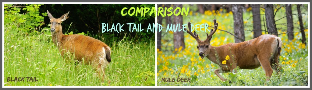 Comparison Black Tail and Mule Deer