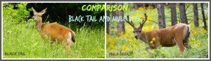 Comparison Black Tail and Mule Deer