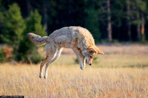 Coyote on the Hunt