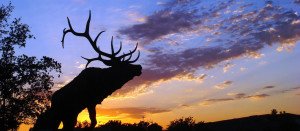 Elk