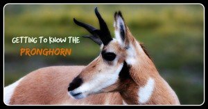 Getting to Know the Pronghorn