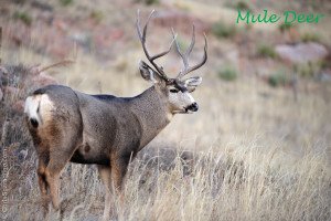 Mule Deer