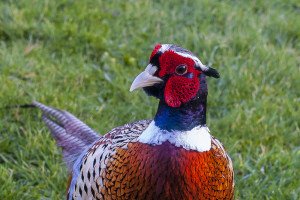 Pheasant