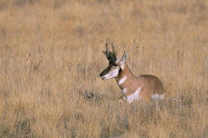 Pronghorn