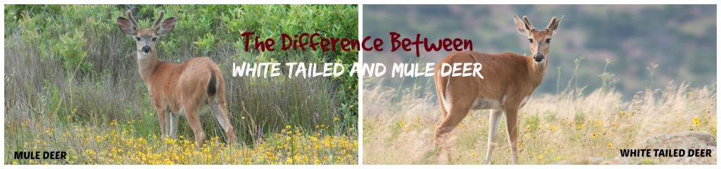 The Difference Between White Tailed and Mule Deer