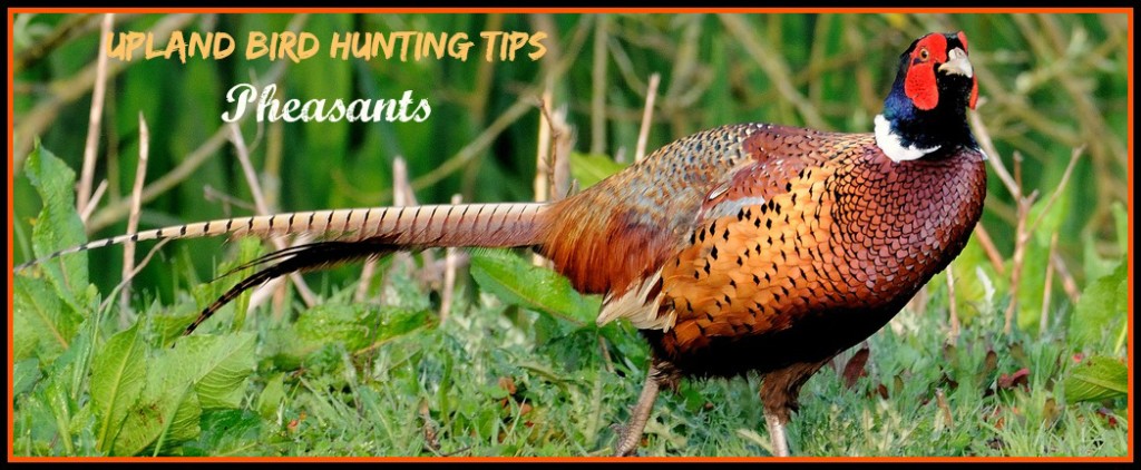 Upland Bird Hunting Tips Pheasants