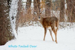 White Tailed Deer