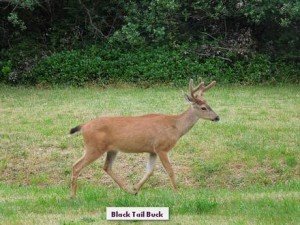 comparison, black tail