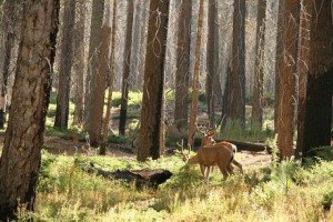 New Mexico, deer