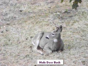 comparison, mule deer, wgfd