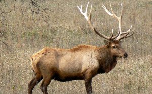 Rocky Mountain Bull Elk