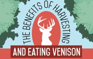 venison vs beef