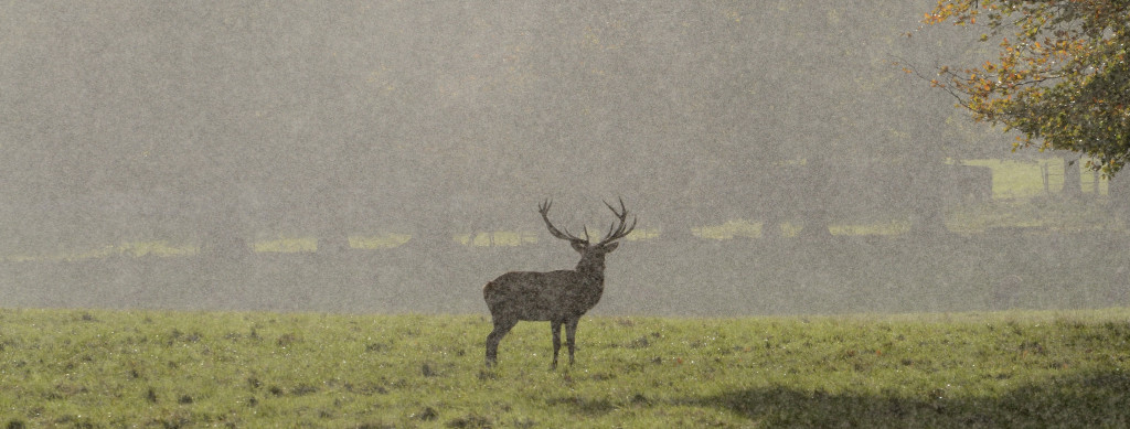 Deer in the rain