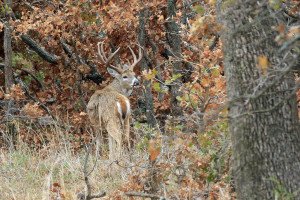deer hunting after rain