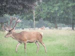 deer hunting in the rain