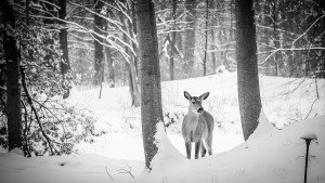 Deer Hunting in the Snow