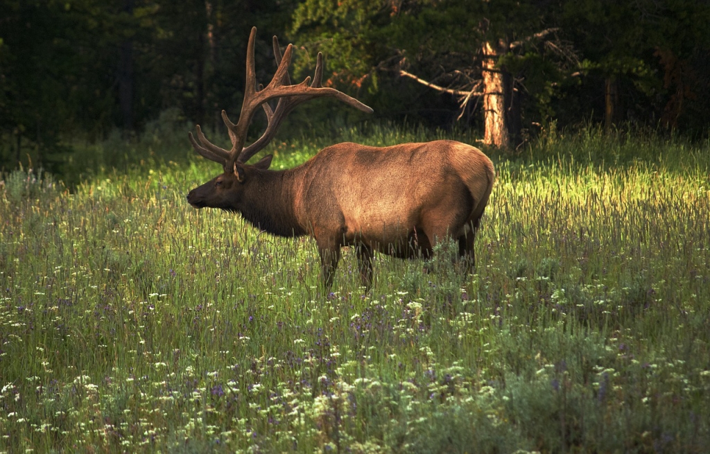 308 for elk hunting