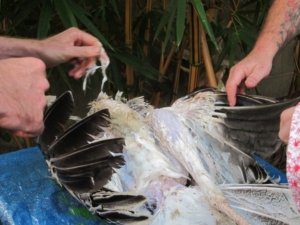 turkey cleaning