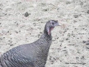 wild turkey